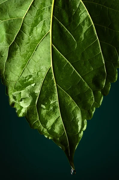 Feuille verte avec des gouttes d'eau sur fond sombre — Photo