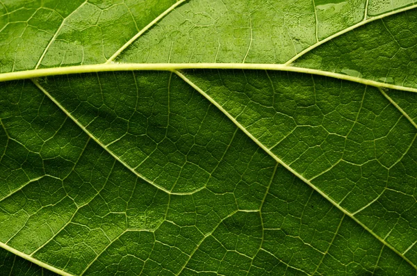 Groen blad — Stockfoto