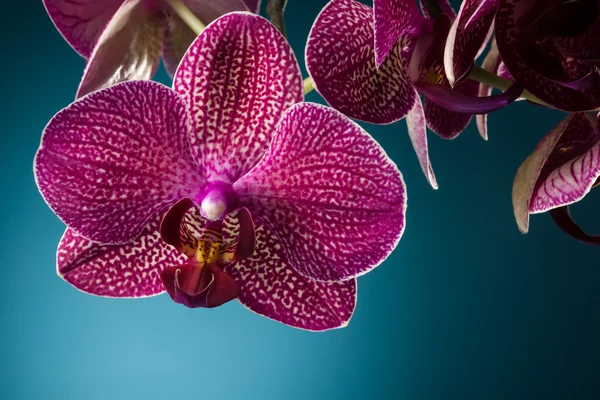 Orchidea viola su sfondo blu — Foto Stock
