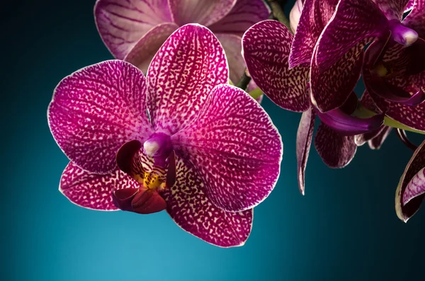 Fialová orchidej nad modrým pozadím — Stock fotografie