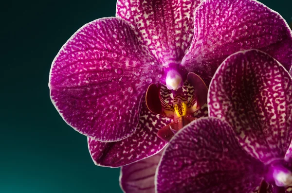 Orchidea viola su sfondo scuro — Foto Stock