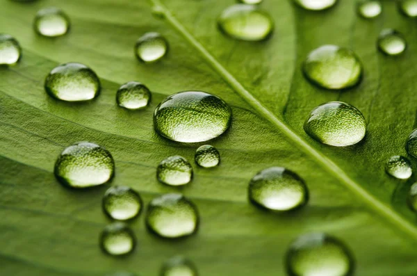 Grönt löv med droppar vatten — Stockfoto