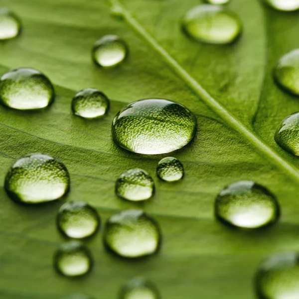 물 한 방울 이달린 푸른 잎 — 스톡 사진