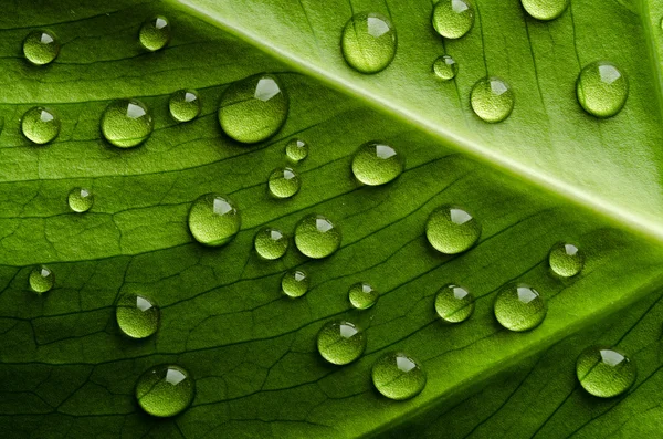 Folha verde com gotas de água — Fotografia de Stock