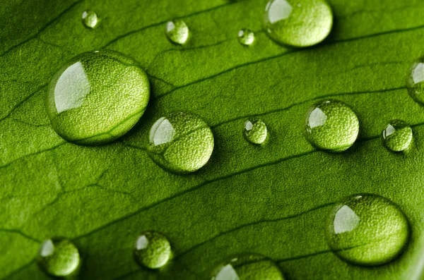 Hoja verde con gotas de agua —  Fotos de Stock