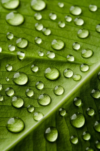 Foglia verde con gocce d'acqua — Foto Stock