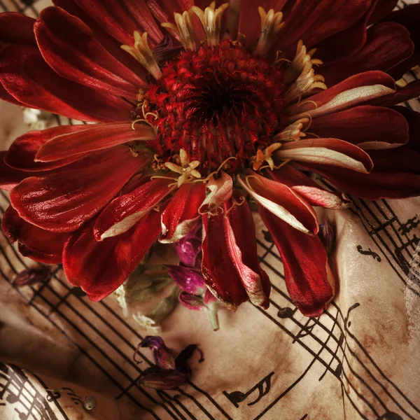 Винтажные ноты с красным цветком — стоковое фото