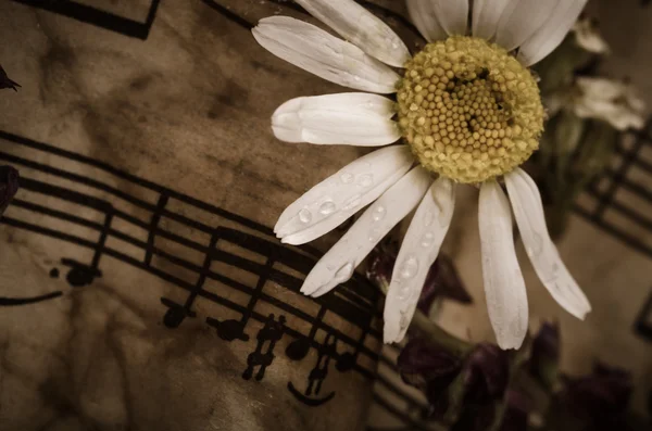 Oude muziek notities met droge daisy — Stockfoto