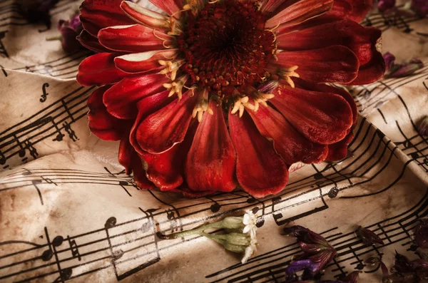 Notas de música vintage con flor roja —  Fotos de Stock