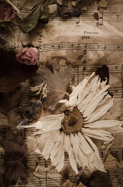 Notas de música vintage com flores secas — Fotografia de Stock