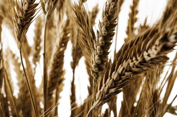 Orejas de trigo sobre fondo blanco aislado — Foto de Stock