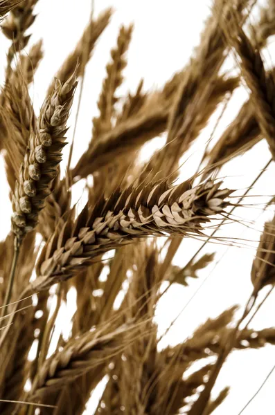 Ähren auf isoliertem weißen Hintergrund — Stockfoto