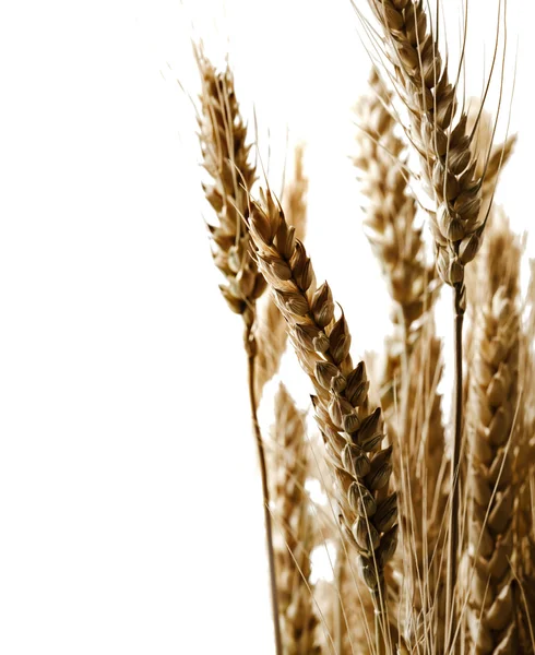 Uši pšenice na izolované bílém pozadí — Stock fotografie