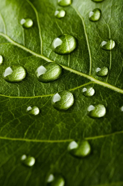 Foglia verde con gocce d'acqua — Foto Stock