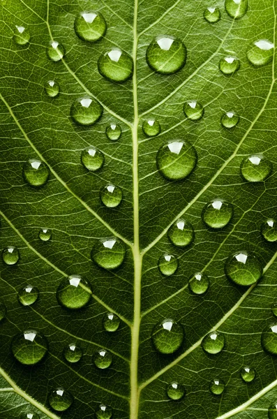 Green leaf with drops of water — Stock Photo, Image