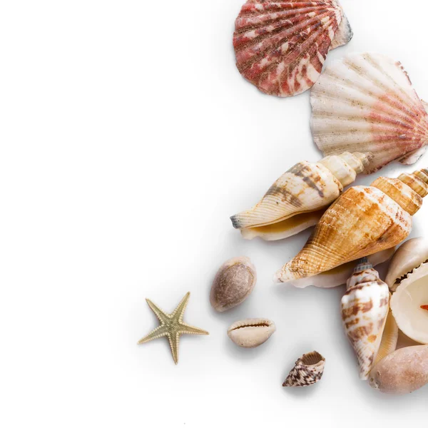 Seashells isolated on white background — Stock Photo, Image