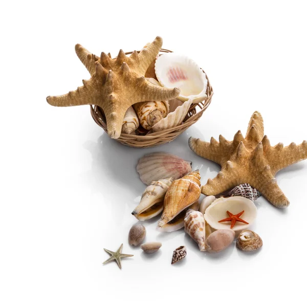 Seashells isolated on white background — Stock Photo, Image