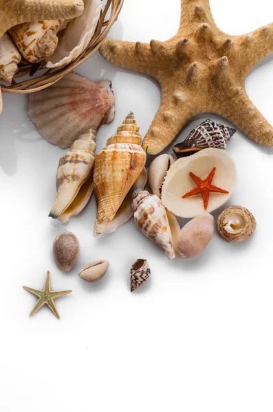 Seashells isolated on white background — Stock Photo, Image