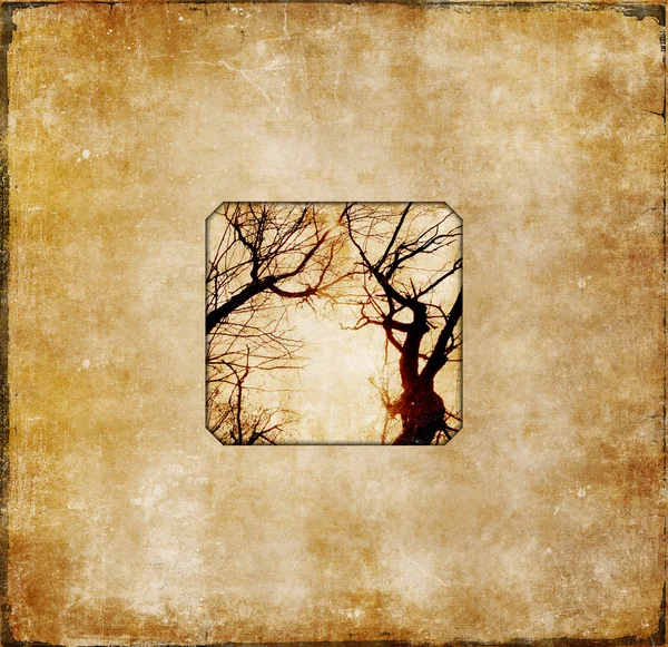 Grunge core with photo of dry trees — Stock Photo, Image