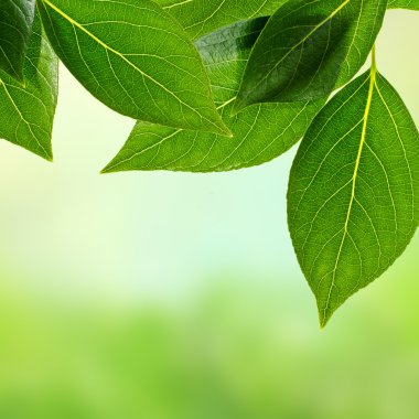 beyaz arkaplanda yeşil yapraklar izole