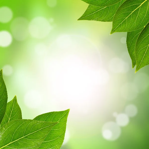 Grüne Blätter isoliert auf weißem Hintergrund — Stockfoto