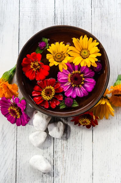 Fiori di campo su sfondo bianco — Foto Stock