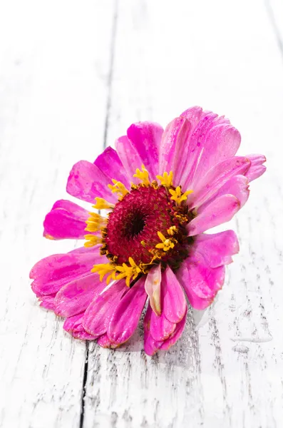 Flor salvaje sobre fondo de madera — Foto de Stock