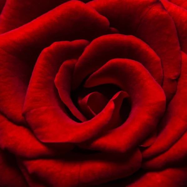 Rote Rose — Stockfoto