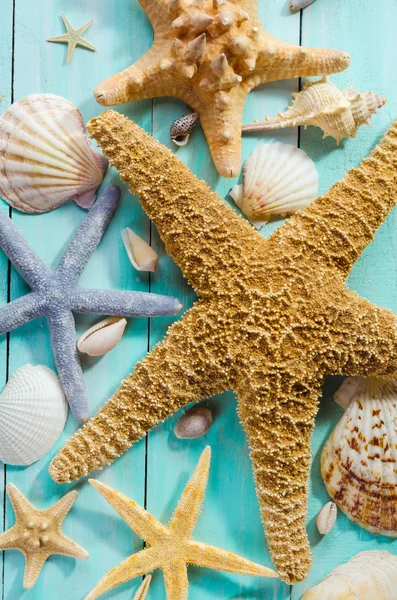 Seashells sobre fundo de madeira — Fotografia de Stock