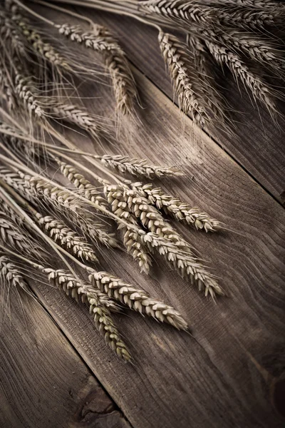 Buğday antika kulakları — Stok fotoğraf