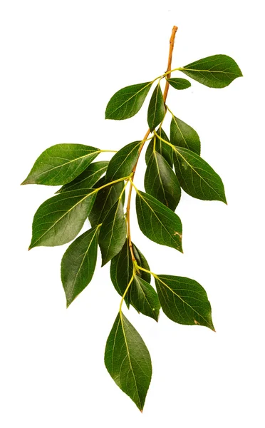 Leaves isolated on white background — Stock Photo, Image