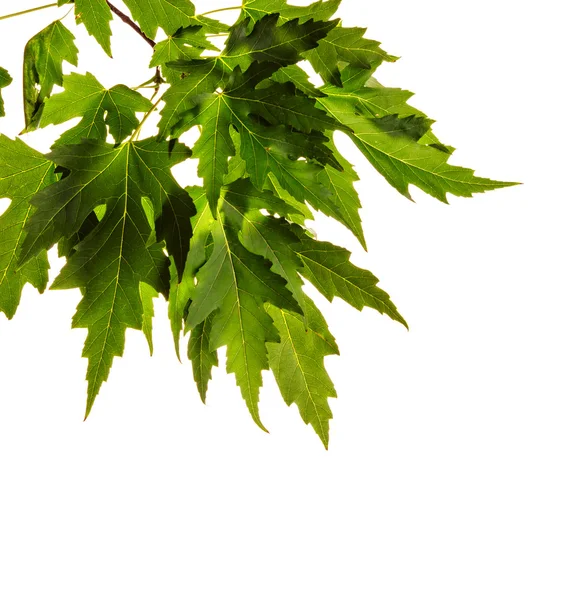 Maple leaves — Stock Photo, Image