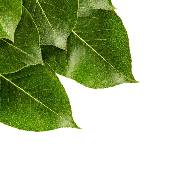 Φύλλα απομονωμένα σε λευκό φόντο — Φωτογραφία Αρχείου