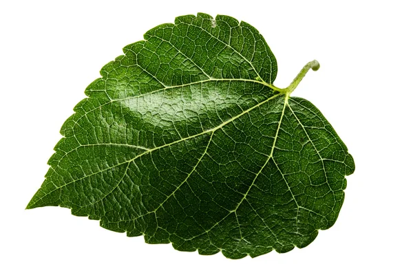 Green leaf — Stock Photo, Image