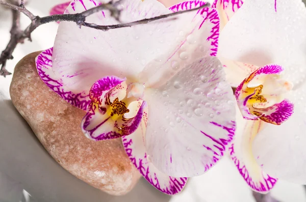 Pink orchid flower — Stock Photo, Image