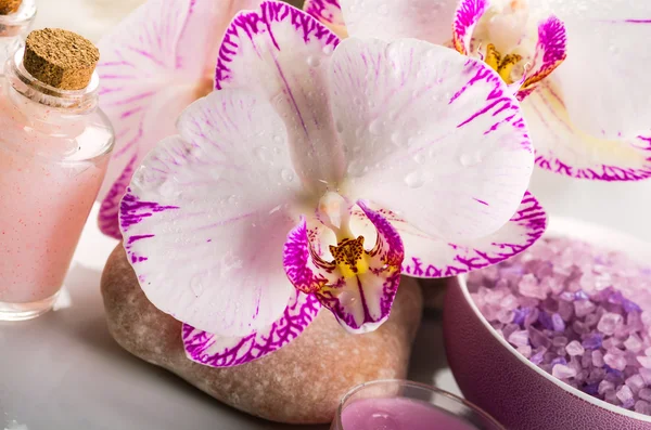 Orchideenblume — Stockfoto