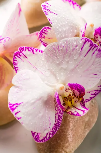 Orchid Flower — Stock Photo, Image