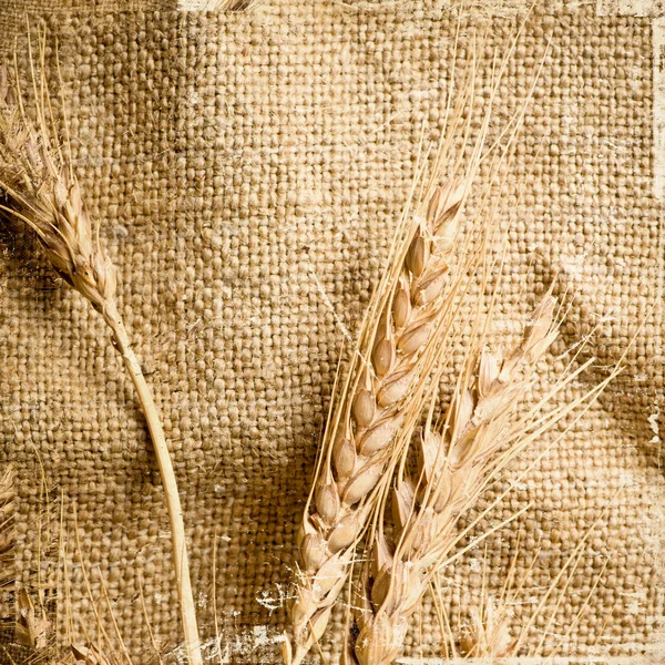 Poche spighe di grano — Foto Stock