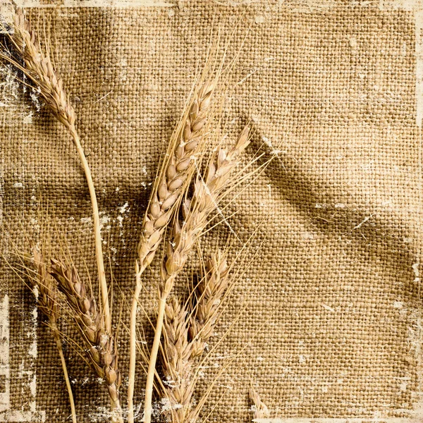 Несколько колосьев пшеницы — стоковое фото