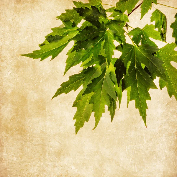 Leaves — Stock Photo, Image