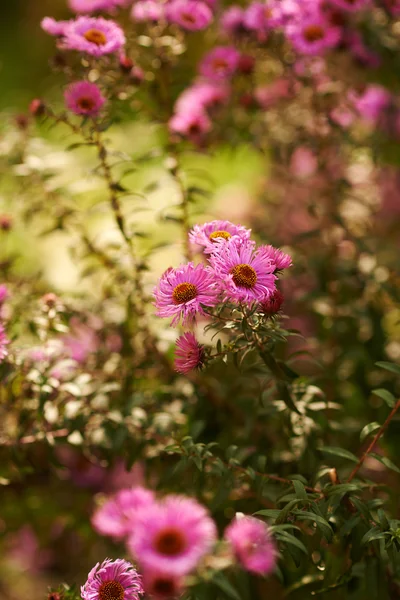 Aster blommor — Stockfoto