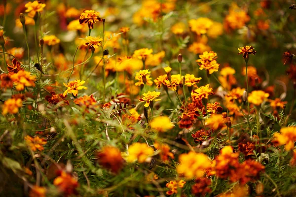 Francouzská marigold — Stock fotografie