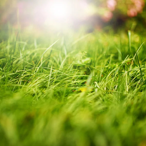 Spring grass — Stock Photo, Image