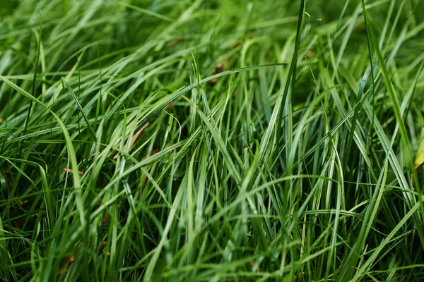 春の草 — ストック写真