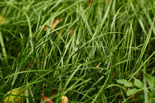 Grama primavera — Fotografia de Stock