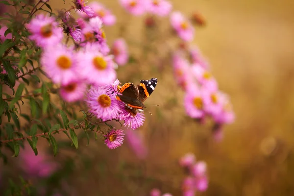 Flores de galo — Fotografia de Stock