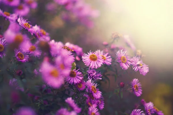 Aster blommor — Stockfoto