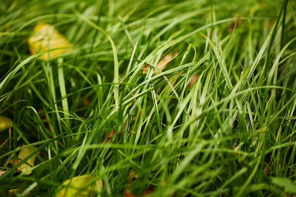 Grama primavera — Fotografia de Stock