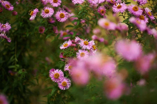 Blommor bakgrund — Stockfoto