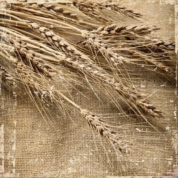 Pere d'annata di grano — Foto Stock